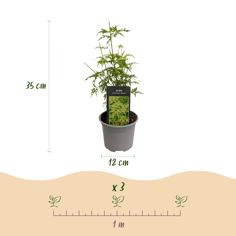 Acer palmatum ‘Seiryu’ – laubabwerfend & pflegeleicht – grün – 12 cm Topf, ca. 35 cm hoch