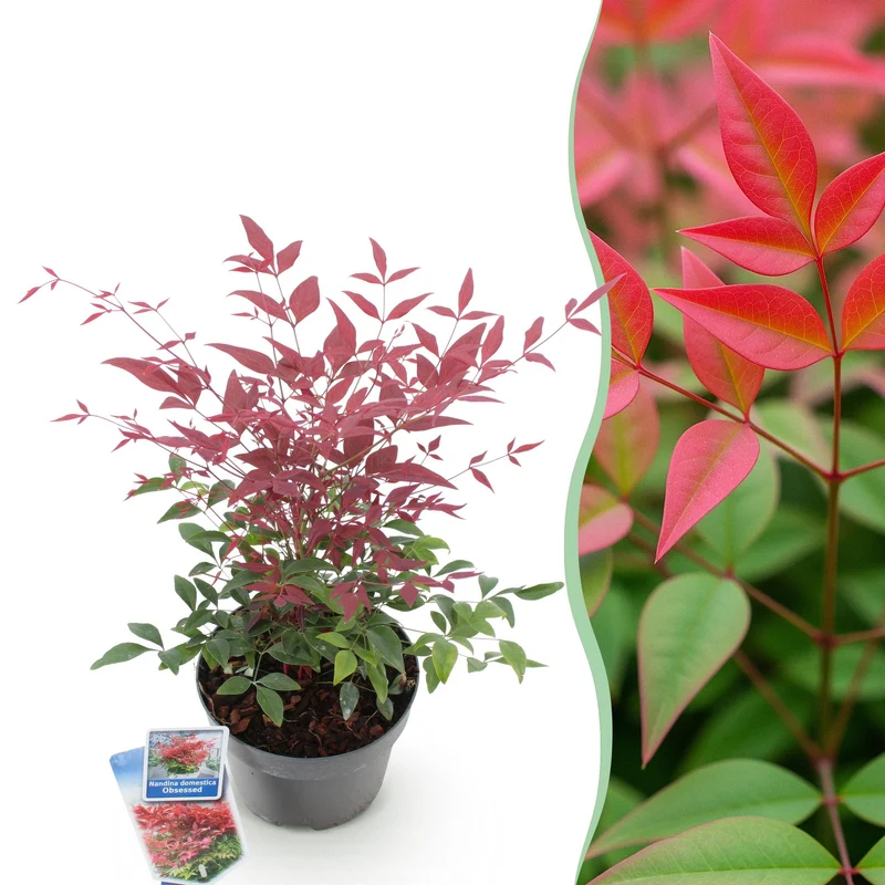 Nandina ‘Obsessed’ – immergrün & pflegeleicht – rot – 17 cm Topf, ca. 30-45 cm hoch
