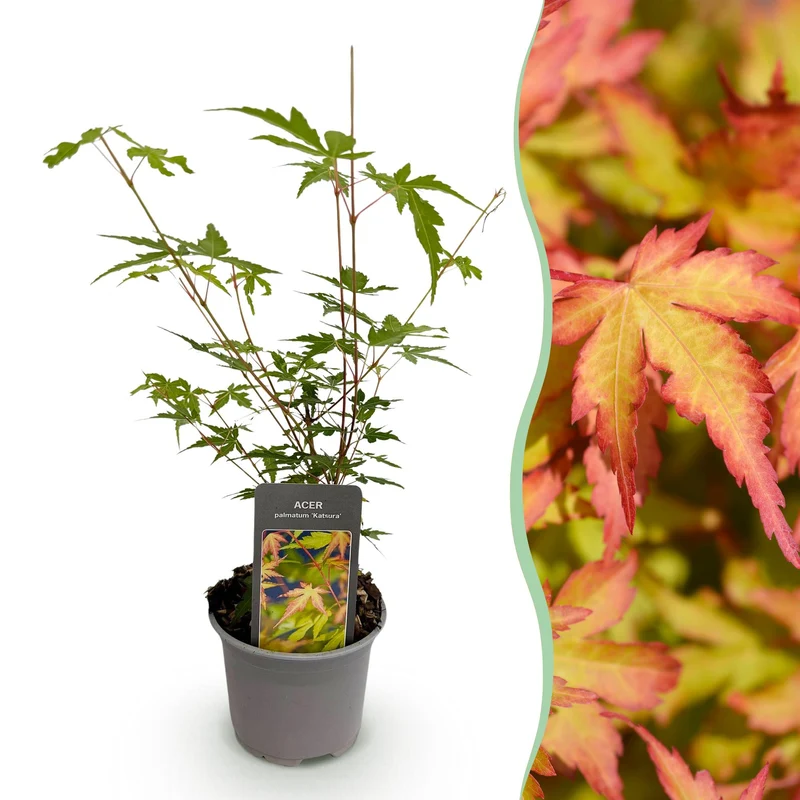 Acer palmatum ‘Sangokaku’ – laubabwerfend & pflegeleicht – grün – 12 cm Topf, ca. 35 cm hoch