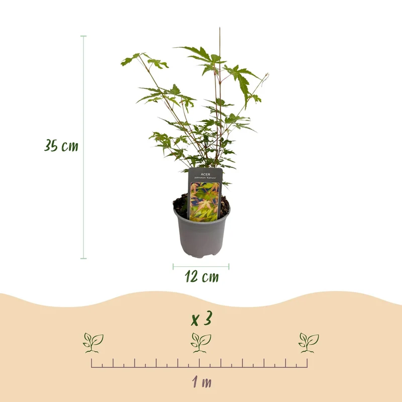 Acer palmatum ‘Sangokaku’ – laubabwerfend & pflegeleicht – grün – 12 cm Topf, ca. 35 cm hoch