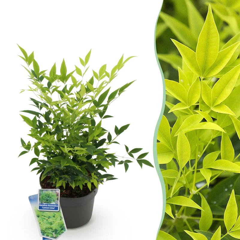 Nandina ‘Lemon & Lime’ – immergrün & pflegeleicht – gelb – 17 cm Topf, ca. 45 cm hoch