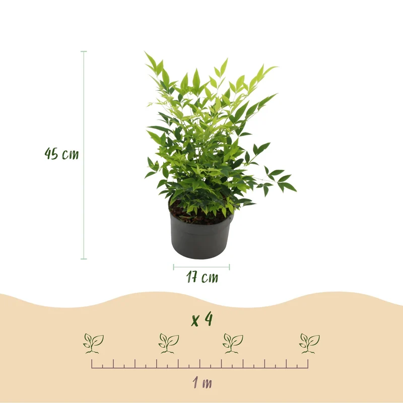 Nandina ‘Lemon & Lime’ – immergrün & pflegeleicht – gelb – 17 cm Topf, ca. 45 cm hoch