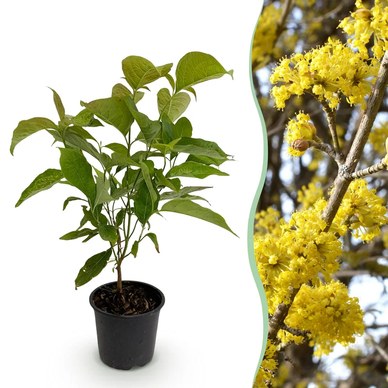 Cornus mas – laubabwerfend & pflegeleicht – gelbe Blüte – 12 cm Topf, ca. 35 cm hoch