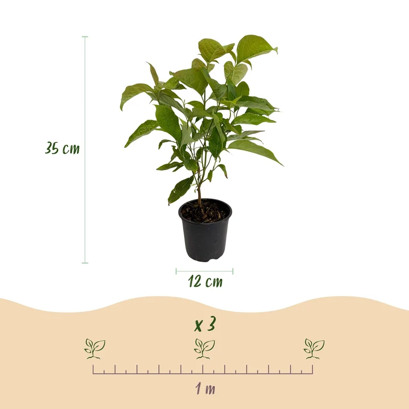 Cornus mas – laubabwerfend & pflegeleicht – gelbe Blüte – 12 cm Topf, ca. 35 cm hoch