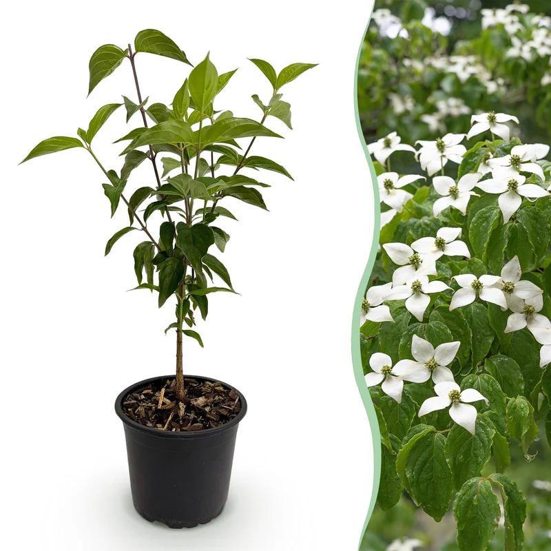 Cornus kousa chinensis – laubabwerfend & pflegeleicht – weiße Blüte – 12 cm Topf, ca. 35 cm hoch