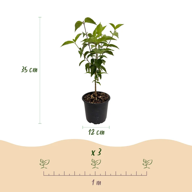 Cornus kousa chinensis – laubabwerfend & pflegeleicht – weiße Blüte – 12 cm Topf, ca. 35 cm hoch