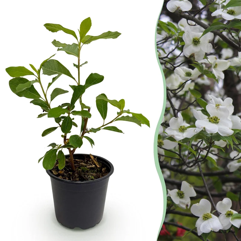 Cornus florida – laubabwerfend & pflegeleicht – weiß-rosa Blüte – 12 cm Topf, ca. 35 cm hoch