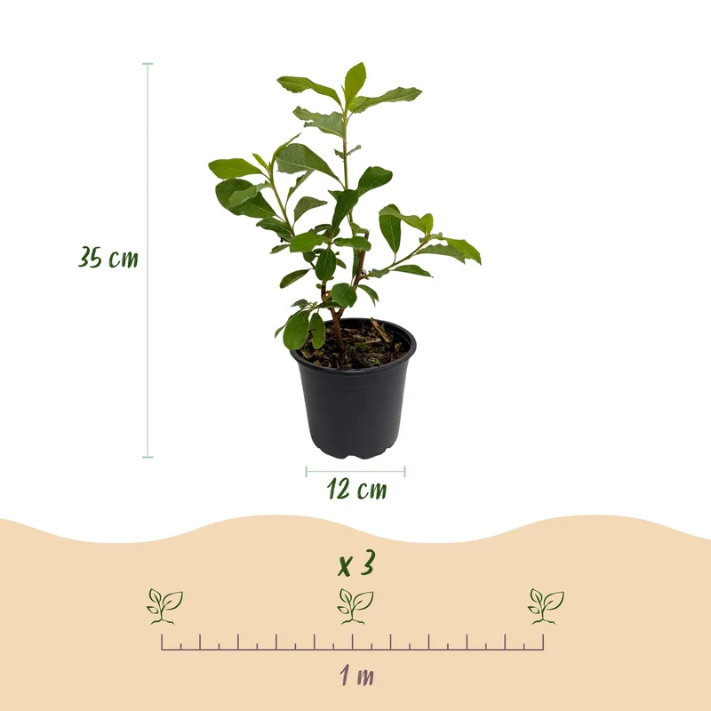 Cornus florida – laubabwerfend & pflegeleicht – weiß-rosa Blüte – 12 cm Topf, ca. 35 cm hoch