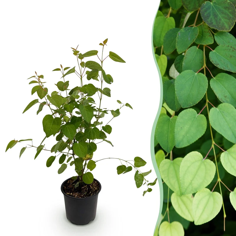 Cercidiphyllum japonicum – laubabwerfend & pflegeleicht – grünes Blatt – 12 cm Topf, ca. 35 cm hoch