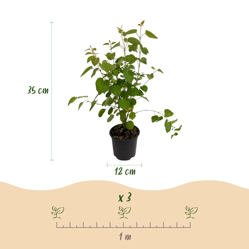 Cercidiphyllum japonicum – laubabwerfend & pflegeleicht – grünes Blatt – 12 cm Topf, ca. 35 cm hoch