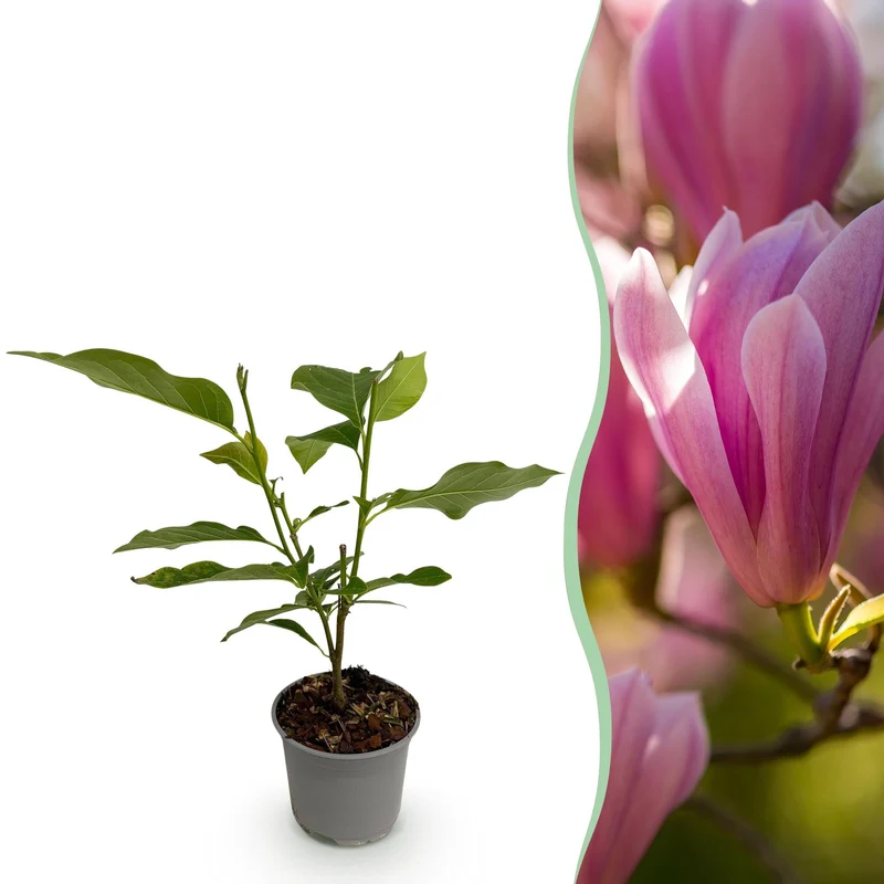 Magnolia ‘Heaven Scent’ – laubabwerfend & pflegeleicht – rosa Blüte – 12 cm Topf, ca. 30 cm hoch