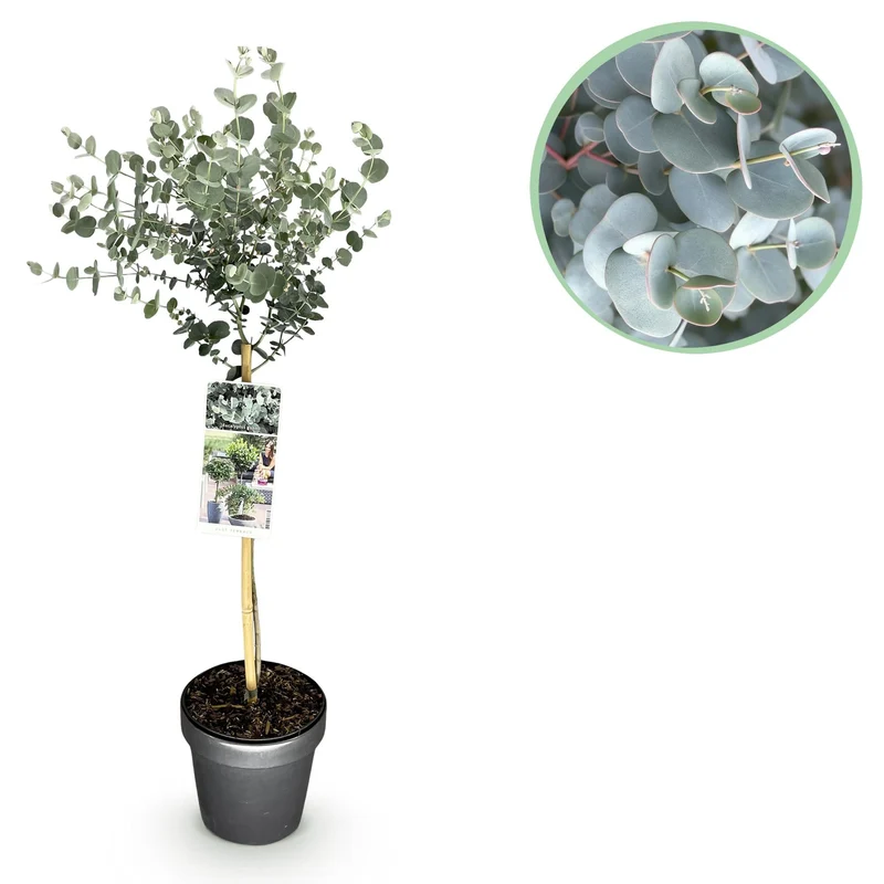 Eucalyptus gunnii ‚Azure‘ – immergrün & winterhart – graues Blatt – 19 cm Topf, ca. 90 cm hoch