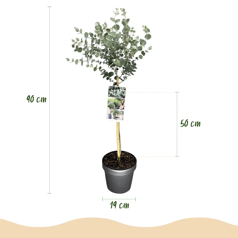 Eucalyptus gunnii ‚Azure‘ – immergrün & winterhart – graues Blatt – 19 cm Topf, ca. 90 cm hoch