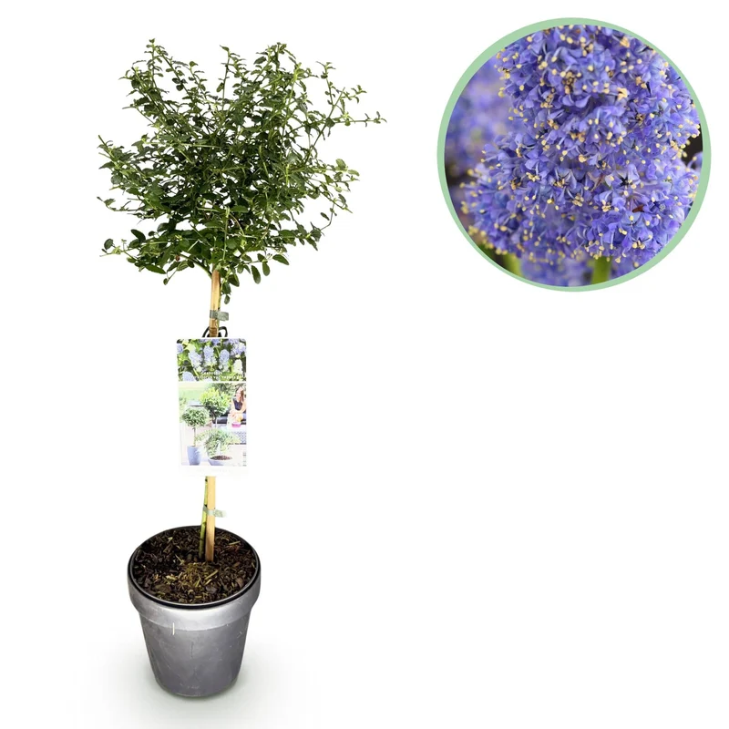 Ceanothus thyrsiflorus ‚Repens‘ – immergrün & winterhart – lila Blüte – 19 cm Topf, ca. 90 cm hoch