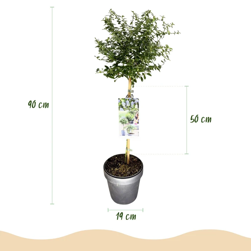 Ceanothus thyrsiflorus ‚Repens‘ – immergrün & winterhart – lila Blüte – 19 cm Topf, ca. 90 cm hoch