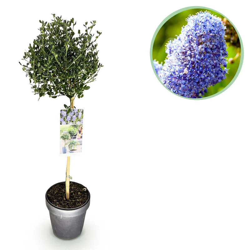 Ceanothus impressus ‚Victoria‘ – immergrün & winterhart – lila Blüte – 19 cm Topf, ca. 90 cm hoch