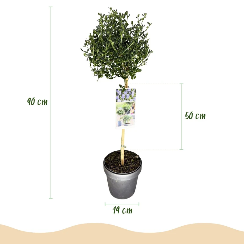 Ceanothus impressus ‚Victoria‘ – immergrün & winterhart – lila Blüte – 19 cm Topf, ca. 90 cm hoch
