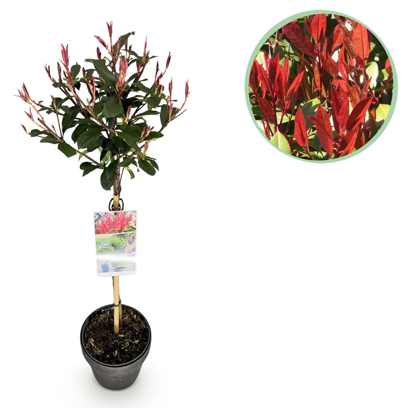 Photinia fraseri ‚Carré Rouge‘ – immergrün & winterhart – grün-rotes Blatt – 19 cm Topf, ca. 90 cm hoch