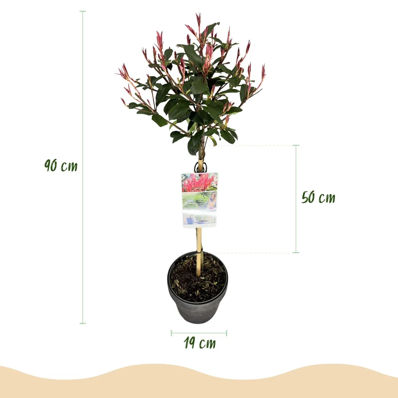 Photinia fraseri ‚Carré Rouge‘ – immergrün & winterhart – grün-rotes Blatt – 19 cm Topf, ca. 90 cm hoch
