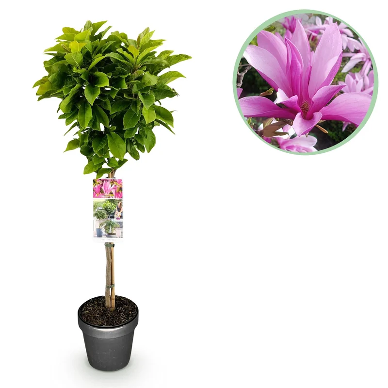 Magnolia 'Susan' – liściasta i mrozoodporna – kwiaty różowe – doniczka 19 cm, wysokość ok. 90 cm