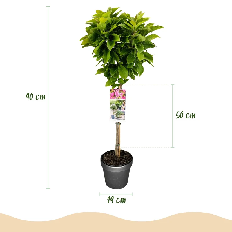 Magnolia 'Susan' – liściasta i mrozoodporna – kwiaty różowe – doniczka 19 cm, wysokość ok. 90 cm