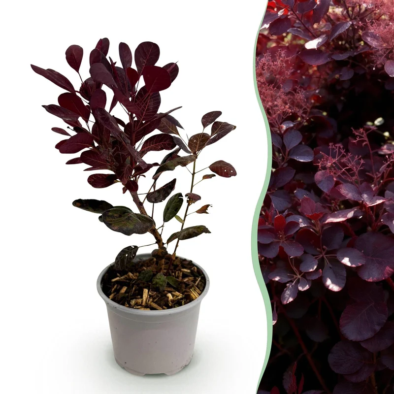 Cotinus coggyria ‚Lilla‘ – laubabwerfend & pflegeleicht – lila Blatt – 12 cm Topf, ca. 35 cm hoch