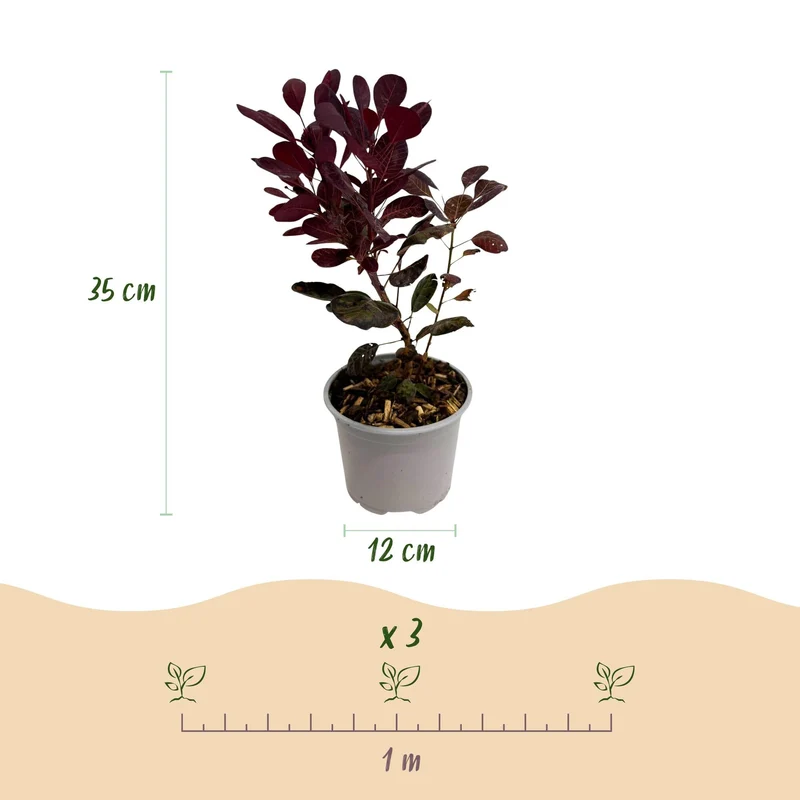 Cotinus coggyria ‚Lilla‘ – laubabwerfend & pflegeleicht – lila Blatt – 12 cm Topf, ca. 35 cm hoch