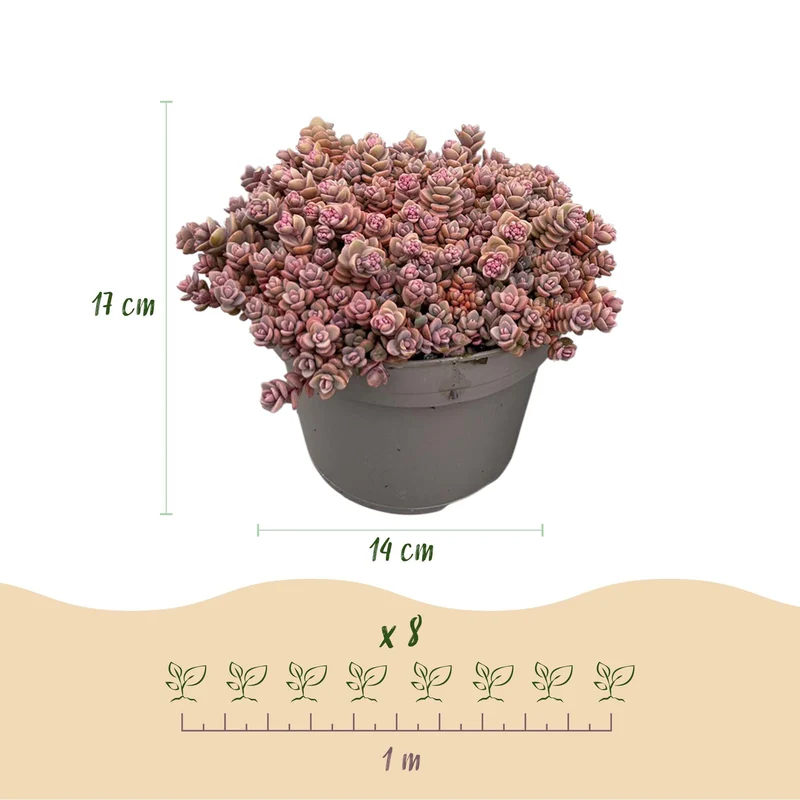 Bodendecker winterhart – Alpiner Mix – 8 Pflanzen – verschiedene Farben – pflegeleicht – 14 cm Topf, ca. 17 cm hoch