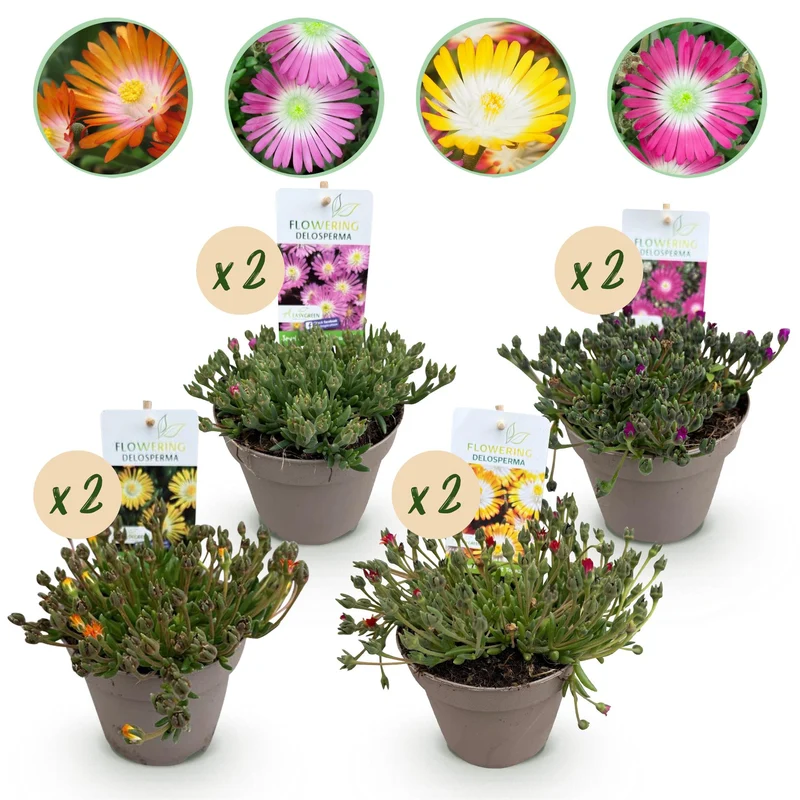 Bodendecker – Delosperma ‘Jewel of the Desert’ – winterhart – 8 Pflanzen – rot, orange, lila & rosa – pflegeleicht – 14 cm Topf, ca. 17 cm hoch