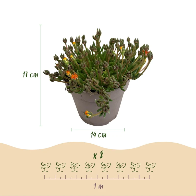 Bodendecker – Delosperma ‘Jewel of the Desert’ – winterhart – 8 Pflanzen – rot, orange, lila & rosa – pflegeleicht – 14 cm Topf, ca. 17 cm hoch