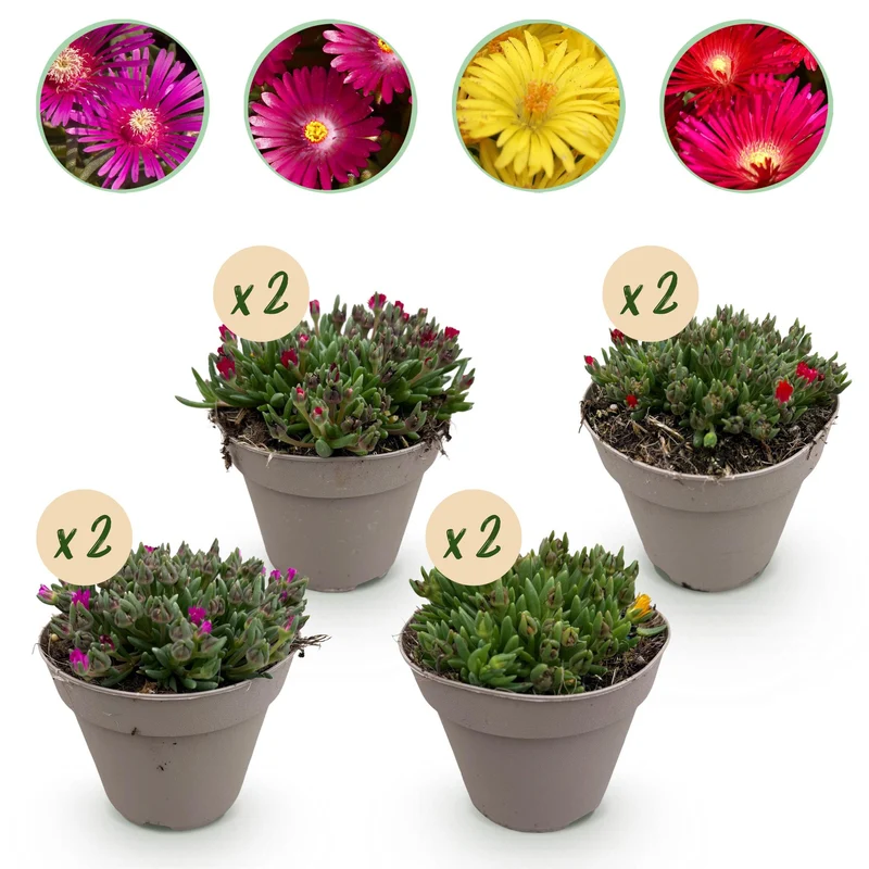 Bunddække – Delosperma – hårdfør – 8 planter – rød, gul, lilla og pink – nem at passe – 14 cm potte, ca. 17 cm høj