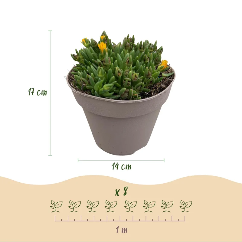 Bunddække – Delosperma – hårdfør – 8 planter – rød, gul, lilla og pink – nem at passe – 14 cm potte, ca. 17 cm høj