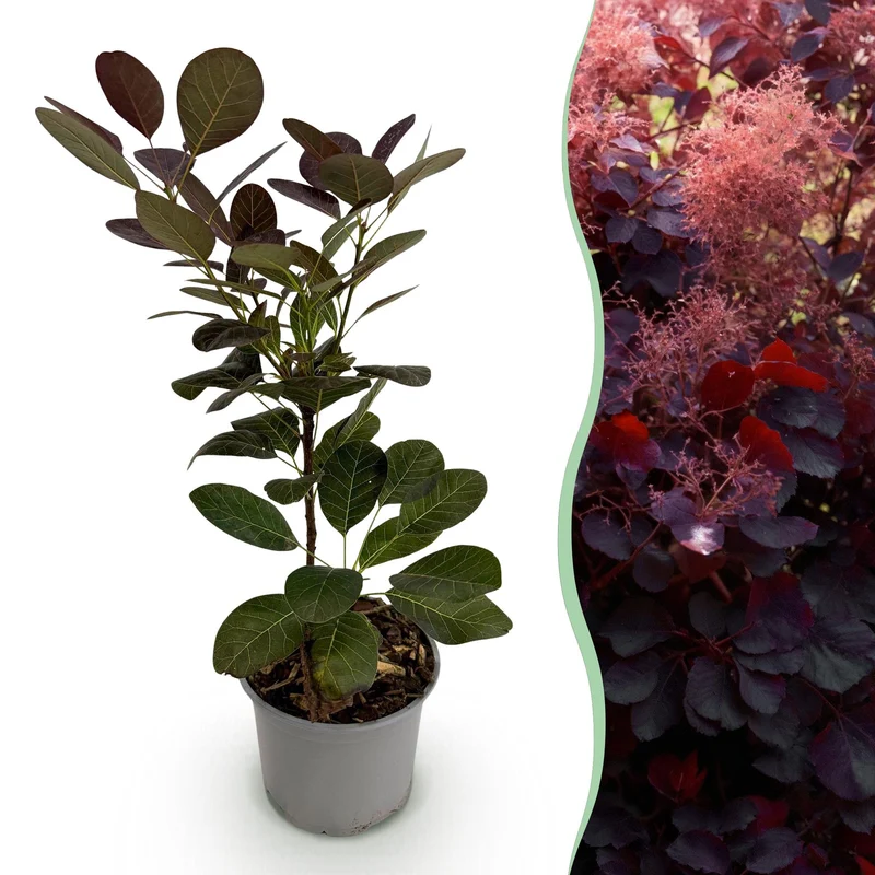 Cotinus coggyria ‚Royal Purple‘ – laubabwerfend & pflegeleicht – lila Blatt – 12 cm Topf, ca. 35 cm hoch