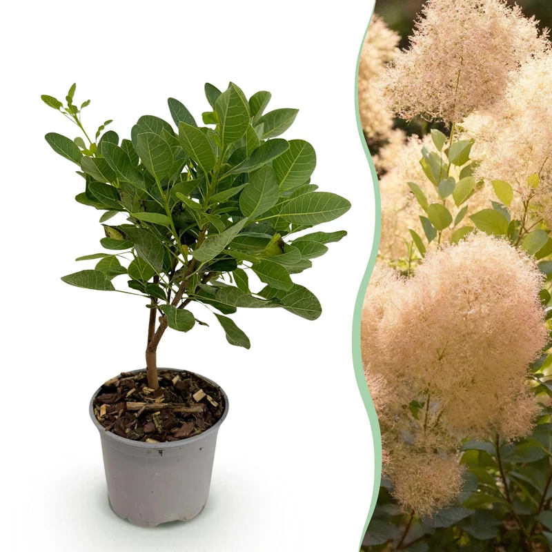 Cotinus coggyria ‘Young Lady’ – laubabwerfend & pflegeleicht – grün – 12 cm Topf, ca. 35 cm hoch