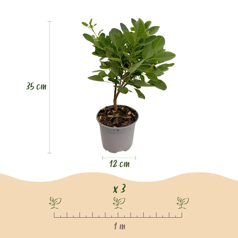 Cotinus coggyria ‘Young Lady’ – laubabwerfend & pflegeleicht – grün – 12 cm Topf, ca. 35 cm hoch
