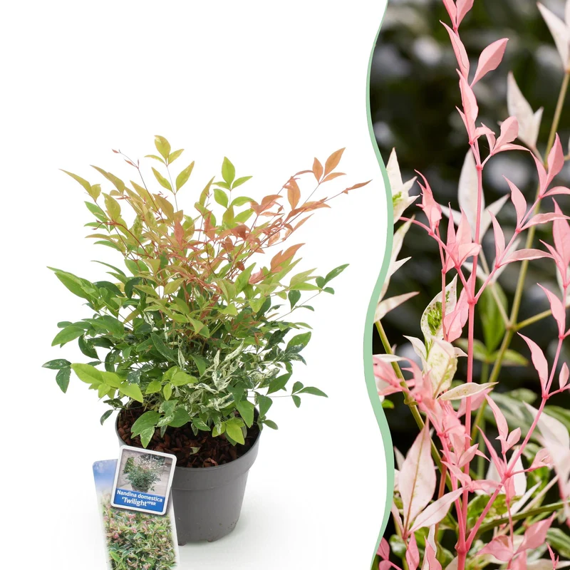 Nandina ‘Twilight’ – immergrün & pflegeleicht – bunt-rosa – 17 cm Topf, ca. 45 cm hoch
