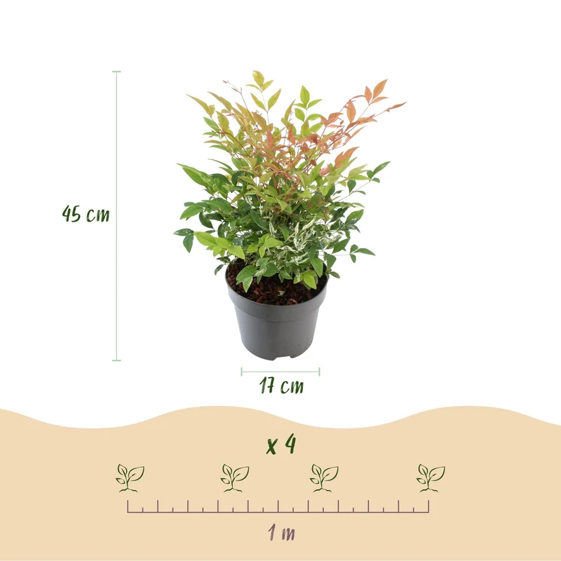 Nandina ‘Twilight’ – immergrün & pflegeleicht – bunt-rosa – 17 cm Topf, ca. 45 cm hoch
