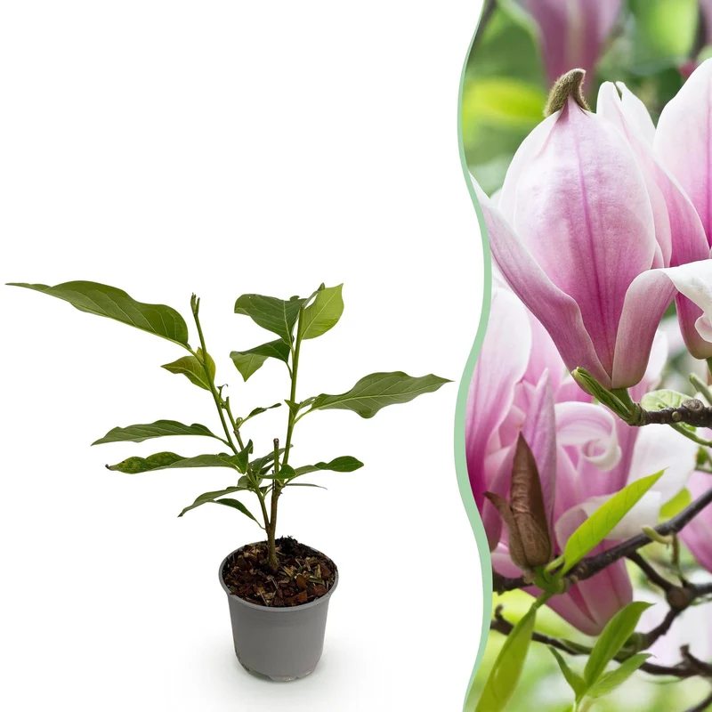 Magnolia ‘George Henry Kern’ – laubabwerfend & pflegeleicht – rosa Blüte – 12 cm Topf, ca. 30 cm hoch