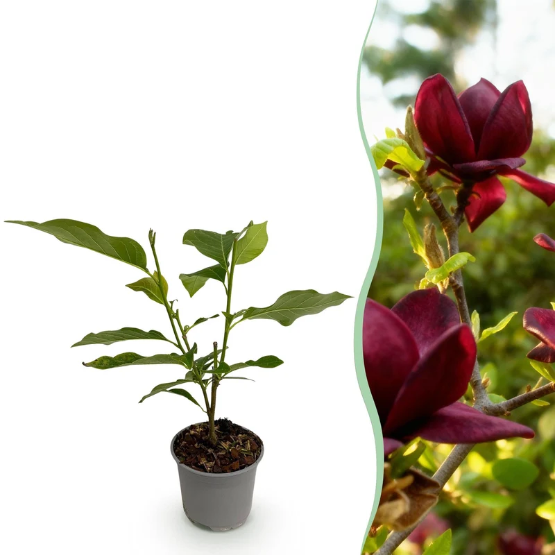 Magnolia ‚Genie‘ – laubabwerfend & pflegeleicht – lila Blüte – 12 cm Topf, ca. 30 cm hoch