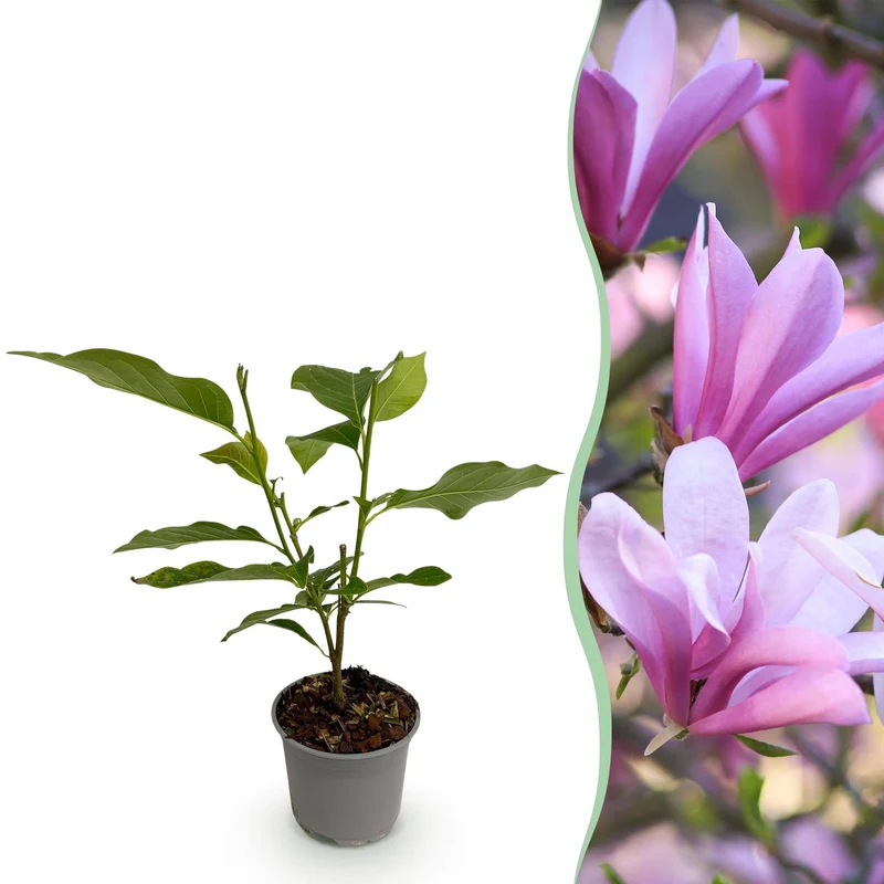 Magnolia ‘Betty’ – laubabwerfend & pflegeleicht – weiße Blüte – 12 cm Topf, ca. 30 cm hoch