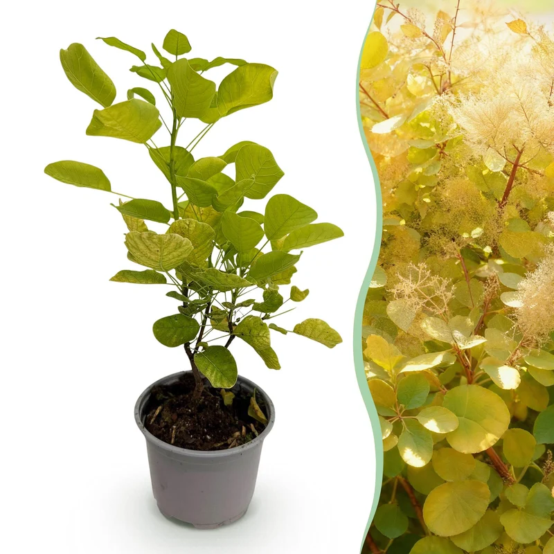 Cotinus coggyria ‘Golden Spirit’ – laubabwerfend & pflegeleicht – gelb – 12 cm Topf, ca. 35 cm hoch