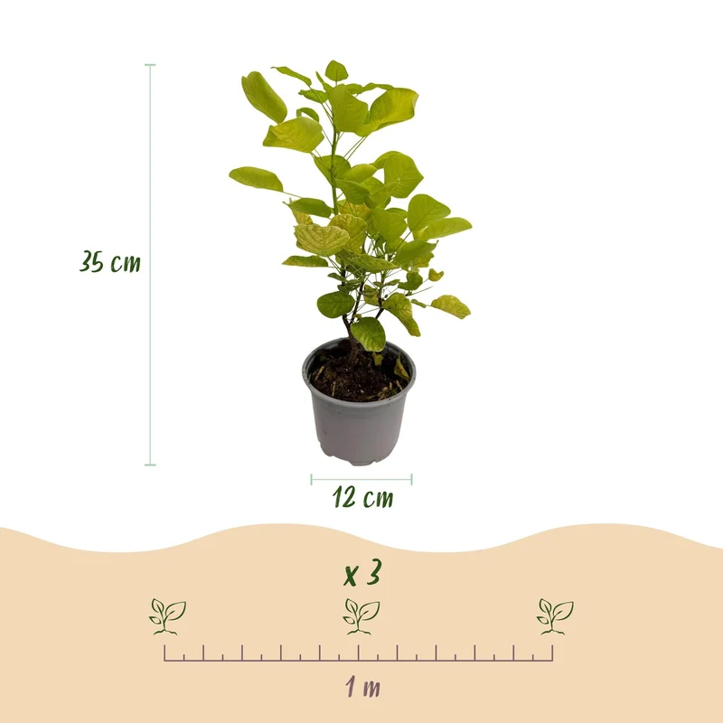 Cotinus coggyria ‘Golden Spirit’ – laubabwerfend & pflegeleicht – gelb – 12 cm Topf, ca. 35 cm hoch