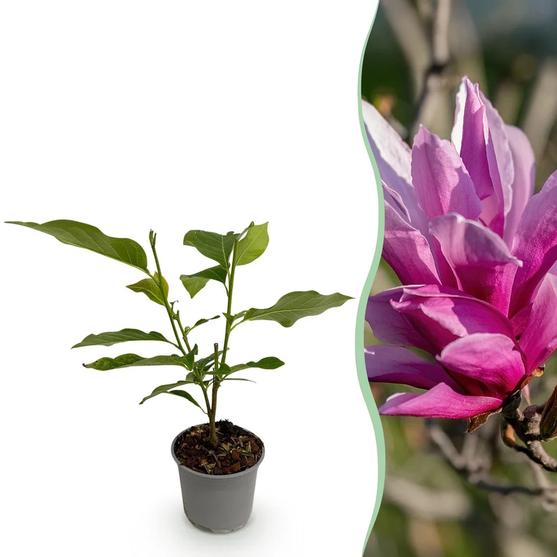 Magnolia liliiflora ‘Nigra’ – laubabwerfend & pflegeleicht – lila Blüte – 12 cm Topf, ca. 30 cm hoch