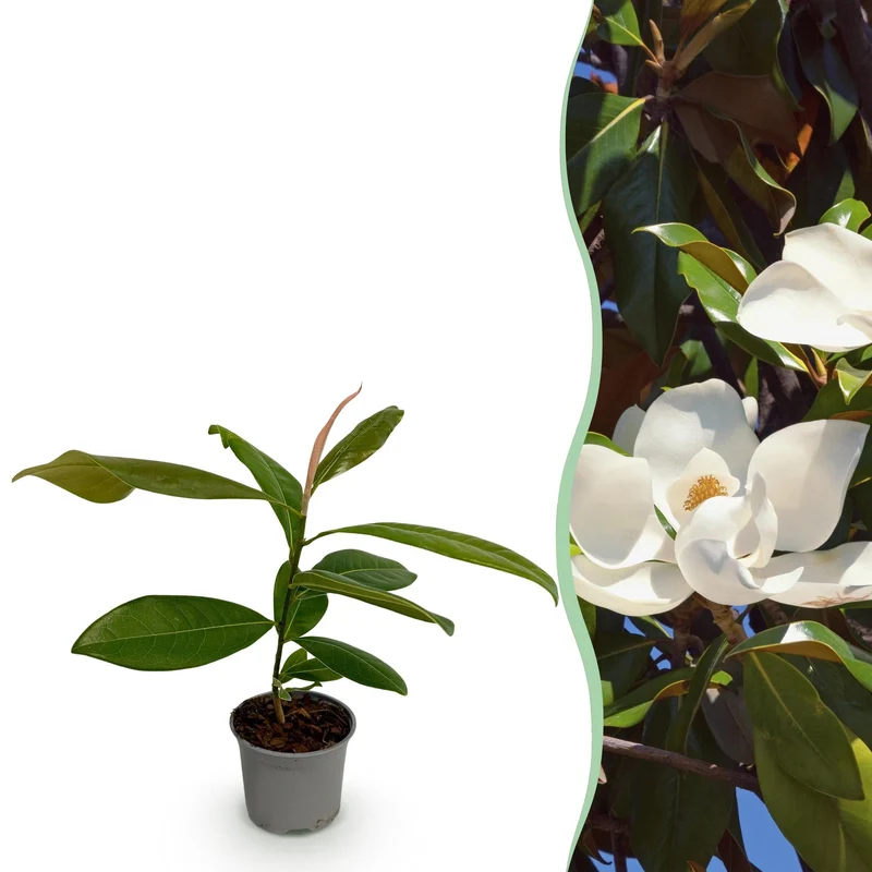 Magnolia grandiflora – immergrün & pflegeleicht – weiße Blüte – 12 cm Topf, ca. 30 cm hoch