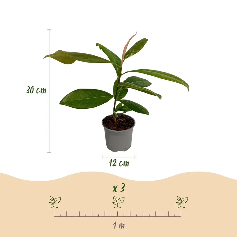 Magnolia grandiflora – immergrün & pflegeleicht – weiße Blüte – 12 cm Topf, ca. 30 cm hoch