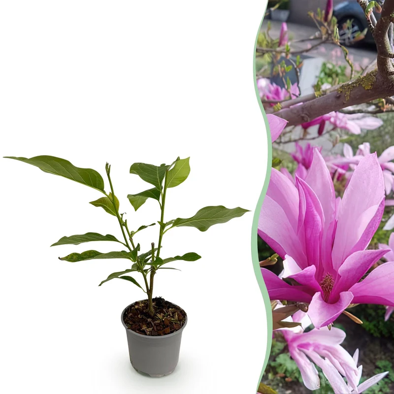 Magnolia ‚Susan‘ – laubabwerfend & pflegeleicht – lila Blüte – 12 cm Topf, ca. 30 cm hoch