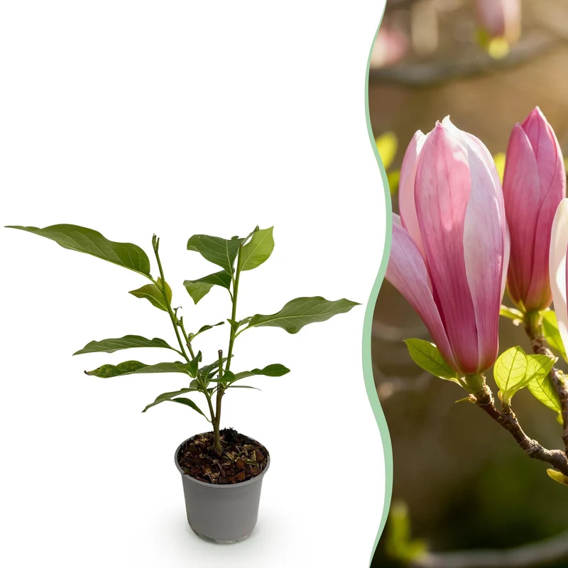 Magnolia ‘Ricki’ – laubabwerfend & pflegeleicht – rote Blüte – 12 cm Topf, ca. 30 cm hoch