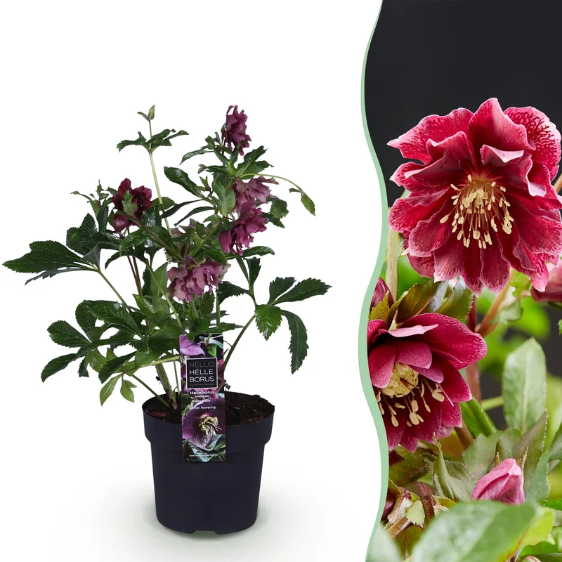Helleborus orientalis ‘Double Ellen Red’ – immergrün & pflegeleicht – rote Blüte – 14 cm Topf, ca. 35 cm hoch
