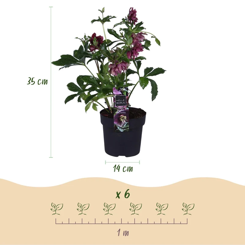 Helleborus orientalis ‘Double Ellen Red’ – immergrün & pflegeleicht – rote Blüte – 14 cm Topf, ca. 35 cm hoch