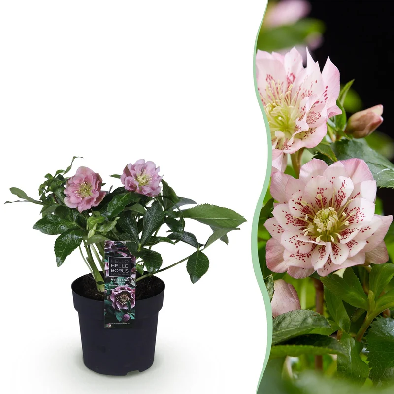 Helleborus orientalis ‘Double Ellen Pink’ – immergrün & pflegeleicht – rosa Blüte – 14 cm Topf, ca. 35 cm hoch